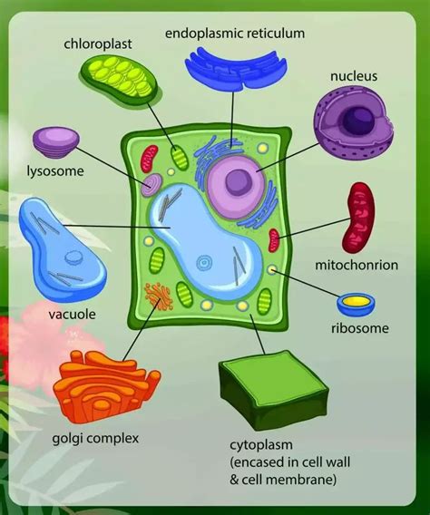 佳里光合作用|The Plant Cell 